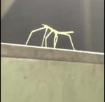 Gail Lewis Walmart Sign Out