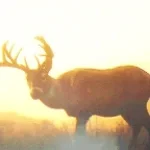 High honor sound #rdr2 #reddeadredemtion2 - Vaquer0