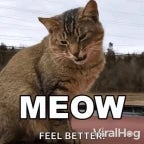 Cat meow sound effect