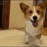 dog-clicker_IygBqAk