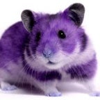 Hamster