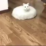 cat roomba