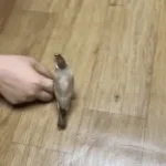 ThatVRGuys Voice Line