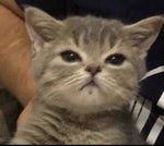 Sinyaya butylochka Nadoedlivaya zhizn Remix