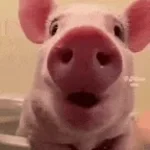 babi - Sound