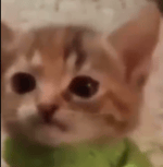 cat screaming