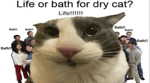 Life or Bath for Dry Cat - Sound