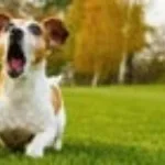 Dog Whimpering