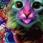 Oia Oia Cat Yung Kai Blue #cat #catlover #sad #vibes #shorts