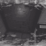 Spanish or Vanish from Duolingo On Ice