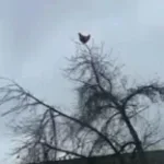 chicken scream
