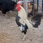 Reinaldo Antônio - Vo matar o jogador do galo