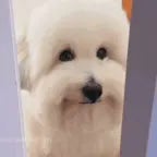 is-it-okay-if-i-touch-you-dog