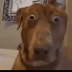 Shocked Sound Effect 2