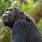 monkey scream (chimpanzee) 2