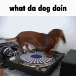 what the dog doin