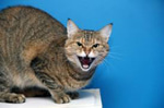 Angry cat sound