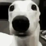 Dog Saying Hello