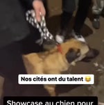 Showcase chien