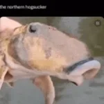 Lab Germ Grass Hopper