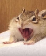 sparkles and champagne meme