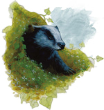 European badger sounds, badger scream