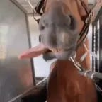 Horse getting his testicles removed 808s