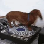 sausage dog