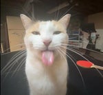 bhocolate bhip bookies