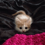 mzlff bebry vse v adidasax original version polnaya versiyafeat