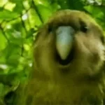 papagaio rindo terror