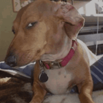 A Den Of Purring Kittens