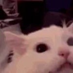 Gemidao do zap (copy)