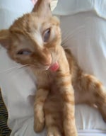 mama gufron bahasa cacing