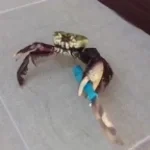 apenas um carangueijo