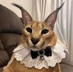 MC J Mito e Kaio Viana CLACK BUM DJ Borest