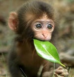 Gru 100 kilos de dinamite