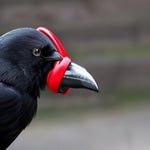 everyone says i sound like