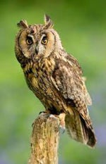 Long-eared owl 1