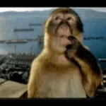 EU OLHEI PRO LADO E VI UM MACACO