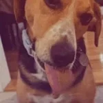An Eater