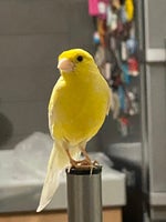 Nabbo canzone Fortnite Iseddya