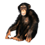 Junior Visznek a váci börtönbe - Sound