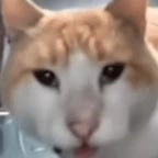 repitemelo en la cara - Sound