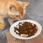 Katze Essen
