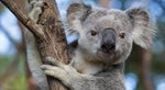 vous avez la tete dun koala sous steroid