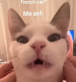 you are not a silly french cat me for real