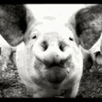 I love little girls and they suckin (copy)