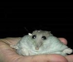 Sad Hamster