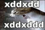 autotuned laugh
